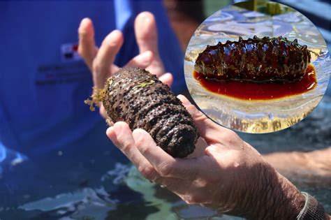 Reproducción Del Pepino De Mar Ecuador Abre La Pesca Controlada De