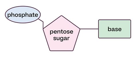 RNA Formula 的图像结果