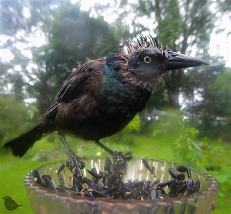 Molting Bird
