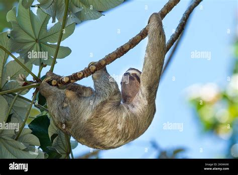Image result for Hanging Three Toed Sloth