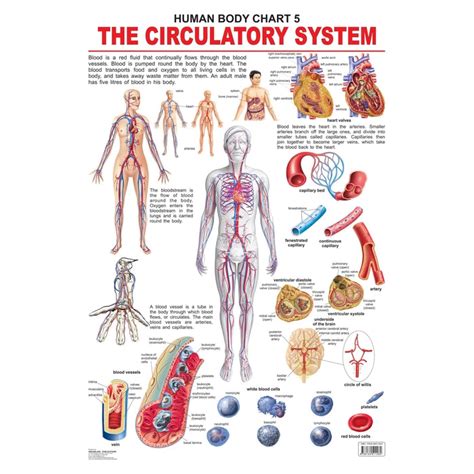 Buy The Circulatory System Chart (12-15 Years) on Snooplay India
