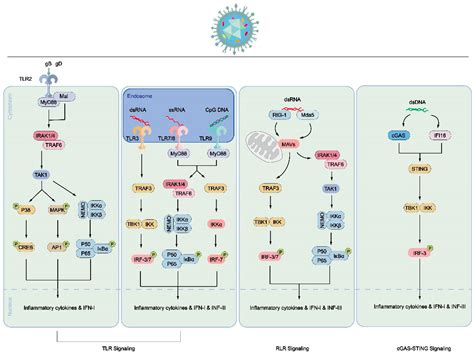Cellular Processes Induced by HSV-1 Infections in Vestibular Neuritis ...