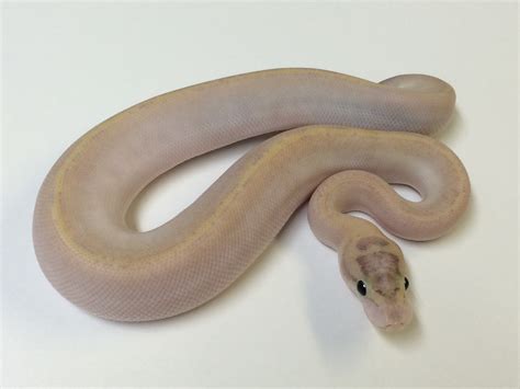 Image result for Ivory Ball Python