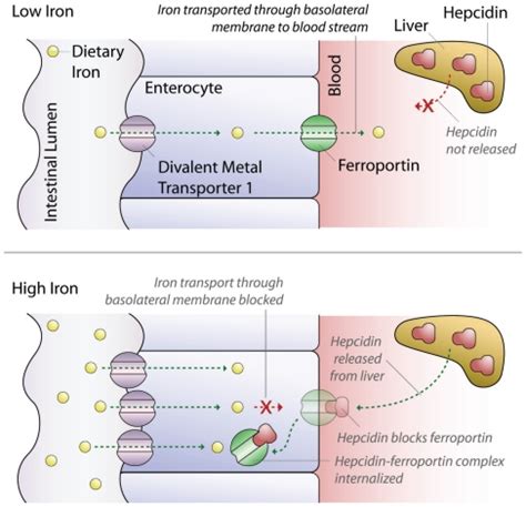 Iron deficiency anemia. - Abstract - Europe PMC