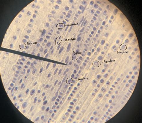 [Solved] draw a labelled scientific diagram of a root tip... | Course Hero