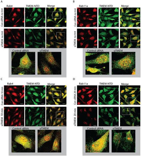 Transmembrane Protein-184A Interacts with Syndecan-4 and Rab GTPases ...