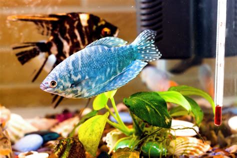 Image result for How to Use a Taylor Pool Test Kit