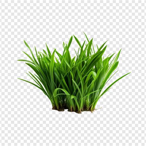 Gras Png Bilder - Kostenloser Download auf Freepik