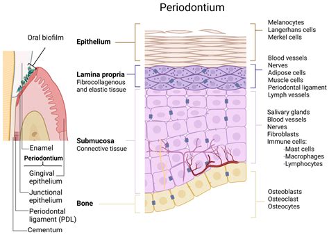 Quorum Sensing in Oral Biofilms: Influence on Host Cells