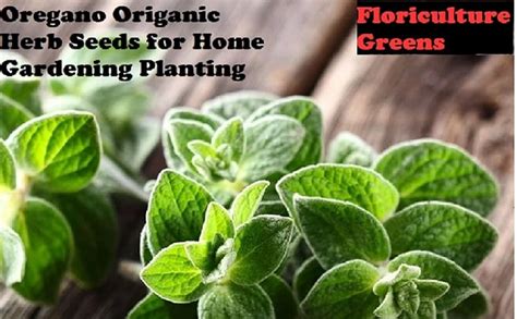 Floriculture Greens Herb seeds organic oregano seeds pack : Amazon.in ...