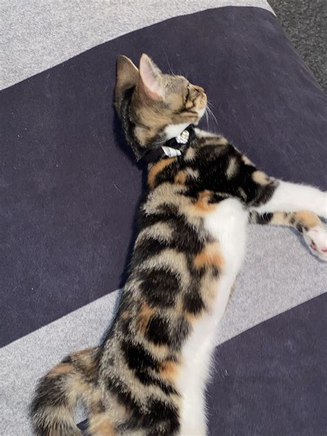 Bengal Cat Mix Tabby