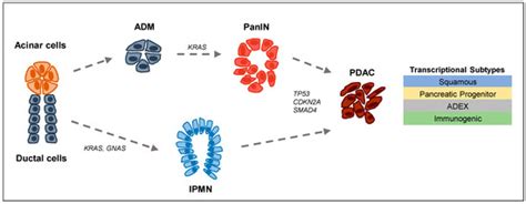 Epigenomes | Special Issue : Epigenetics of Pancreatic Cancer
