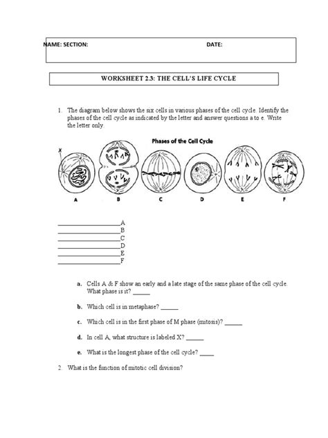 Image result for Cell Cycle Worksheet Answer Key