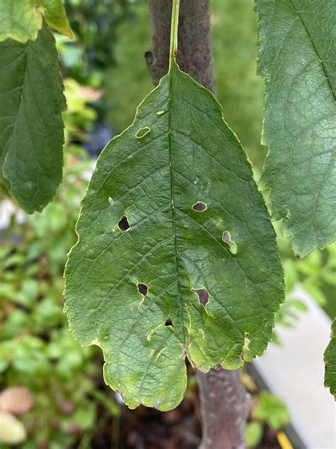 Image result for Cherry Tree Trunk Rot