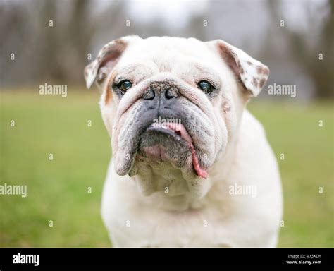 What Causes A Dog To Have An Underbite