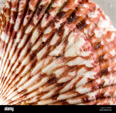 Image result for Scallop Shell Inside