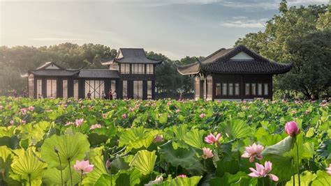 Quyên Phong Hòa - Tuyệt Tác Hoa Sen Giữa Lòng Tây Hồ