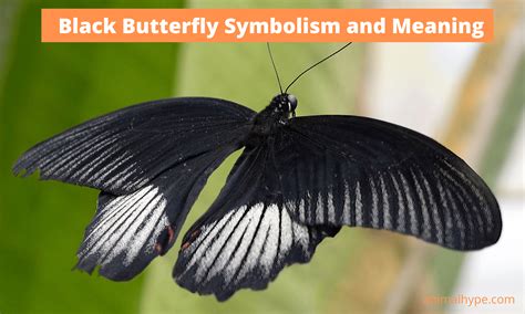 Seeing a Black Butterfly? The Symbolic and Spiritual Meaning - Animal Hype