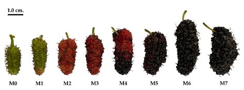 Mulberry Fruit