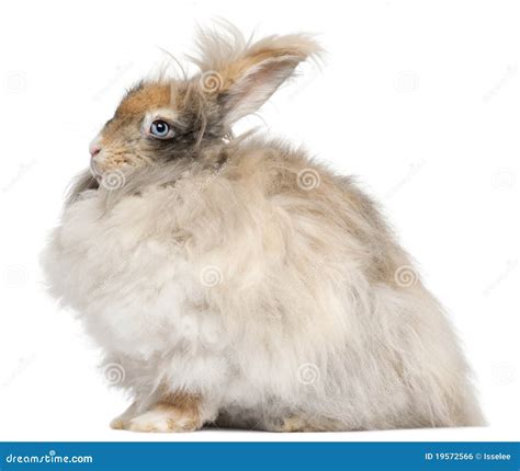 English Angora Rabbit in Front of White Background Stock Photo - Image ...