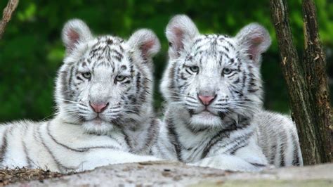 🔥 [80+] White Tiger Cubs Wallpapers | WallpaperSafari