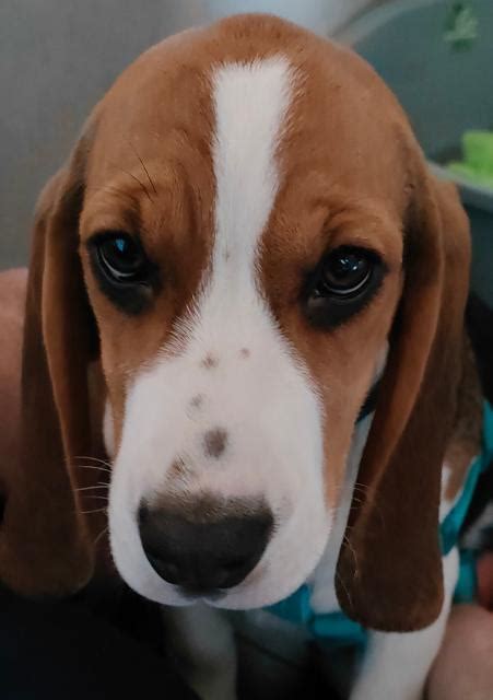 Beagle Hündin sucht ein schönes Zuhause in Husum, Nordsee | Tiere ...