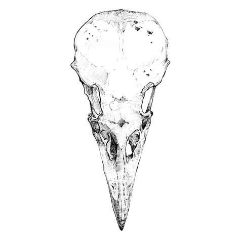 bird skull illustration