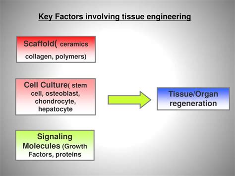 What Is Tissue Engineering 的图像结果