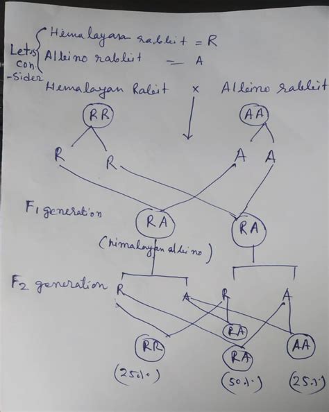 Find the f1 and f2 of genotypes of himalayan and albinoc - Brainly.in