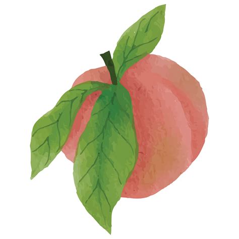 Peach Fruit Watercolor Clip art Element Transparent Background 24400200 PNG