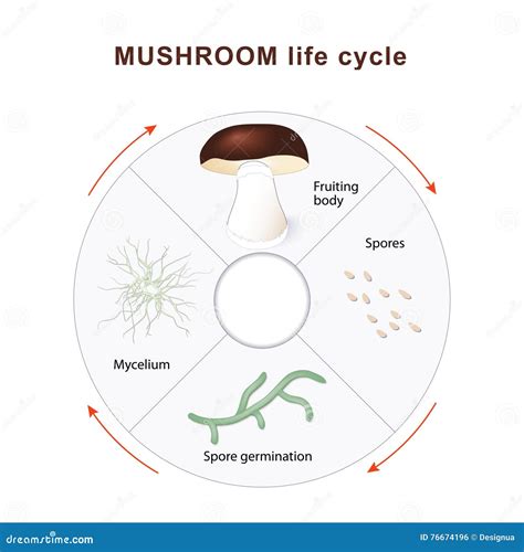 Mushroom life cycle stock vector. Illustration of biological - 76674196
