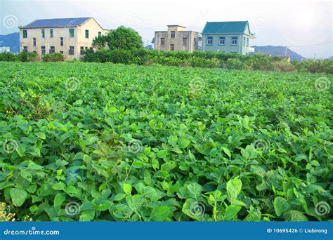 Chinese Country 的图像结果