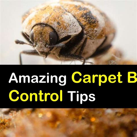 Controlling A Carpet Beetle Infestation What You Need To Do