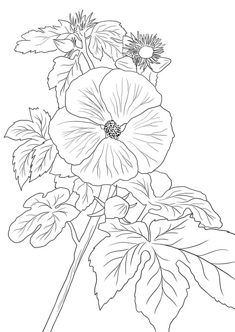 Hawaii State Flower Drawing | Best Flower Site