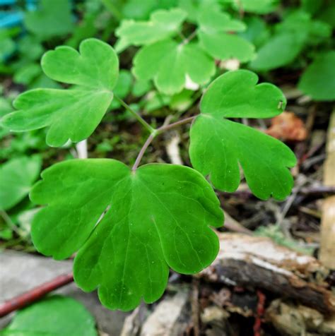 White Lines On Columbine Leaves at Ruth Leet blog