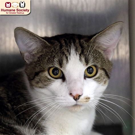Humane Society For Greater Nashua (@TheHSFN) / Posts / X
