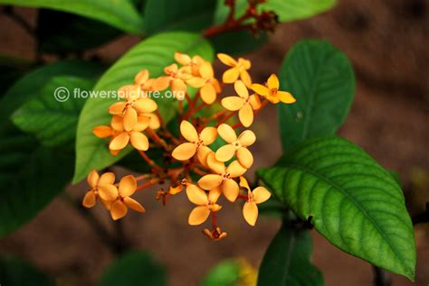 Tamil Nadu Agricultural University Botanical Garden Coimbatore