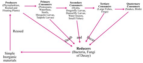 Figure 39.2: Food Chain in Pond.