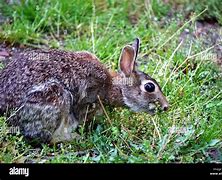 Image result for Baby Rabbit Growth Stages