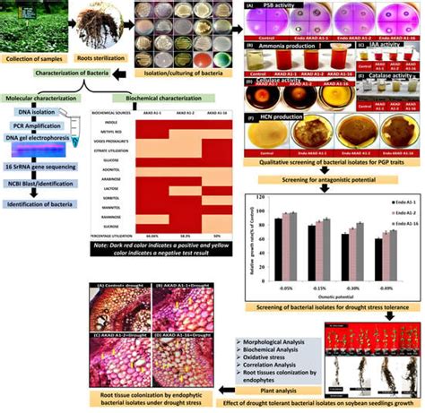 Bacterial Root Endophytes: Characterization of Their Competence and ...