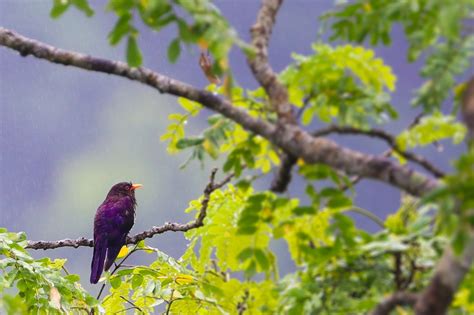 Rongtong | Nature inFocus