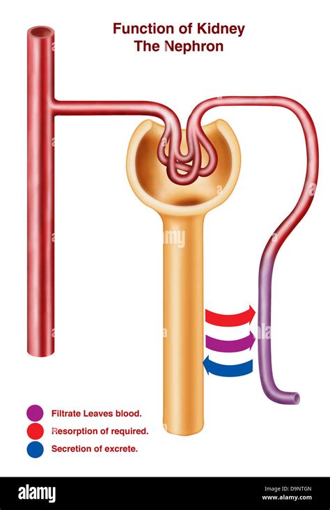 Nephron Function Animation 的图像结果
