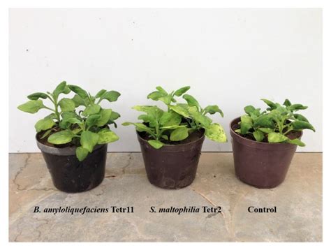 Diversity and Plant Growth-Promoting Ability of Endophytic ...