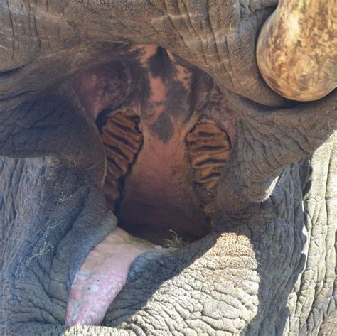 Facts About the African Bush Elephant | Loxodonta africana