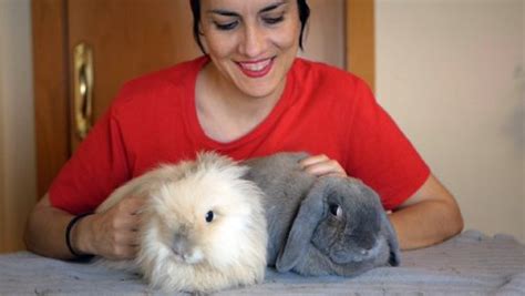 Todo sobre el cuidado y convivencia responsable con conejos