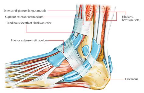 Superior Extensor Retinaculum – Earth's Lab