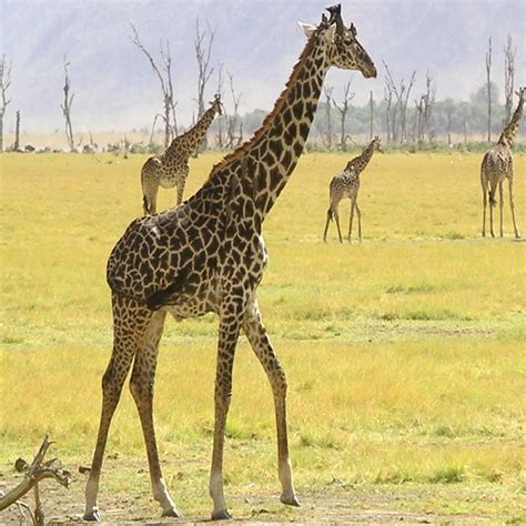 Wild Animals 1 - App on Amazon Appstore