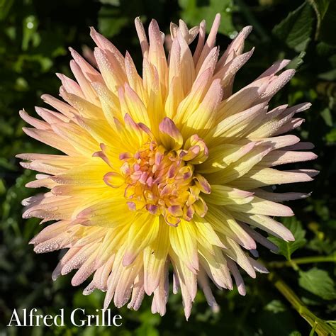 Alfred Grille - Ruthie Mae Blooms