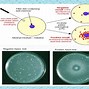 Image result for genotoxicity