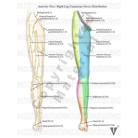 Peripheral Nerve Distribution 的图像结果